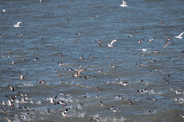 Large Flocks of Mergansers and Gulls Flying over Lake Erie