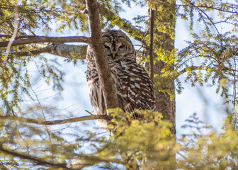 Barred Owl (Strix varia) Hiding in Hemlock