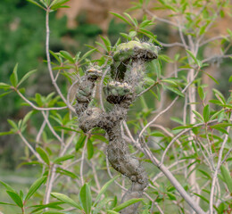 Close up of a wild half dry twisted cactus with green leaves as a background.