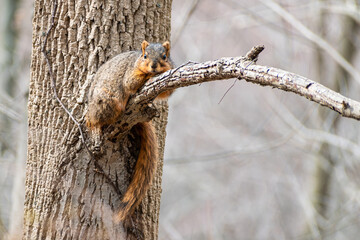 Fox Squirrel (Sciurus niger) Relaxing on Tree Branch