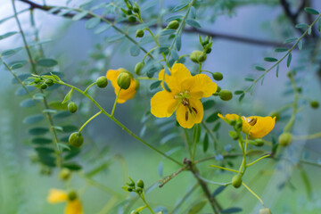 Beautiful flower composition. Orange flower, green leaves, blue background. Colca Canyon, Peru....
