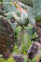 Creative perspective of a cactus : camera inside the plant. Colca Canyon, Peru.