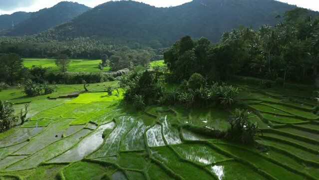 Rice terraces in Sri Lanka aerial view. Green paddy fields farming landscape