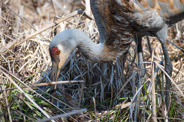 Sandhill Crane (Antigone canadensis) Foraging through Wetland