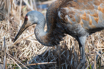 Obraz premium Sandhill Crane (Antigone canadensis) Looking for Food