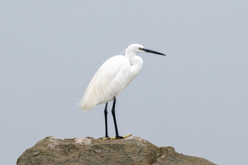 Little egret (Egretta garzetta) on a rock with flat waters in background. Species of small heron in the family Ardeidae. Isonzo river mouth, Isola della Cona, Italy.