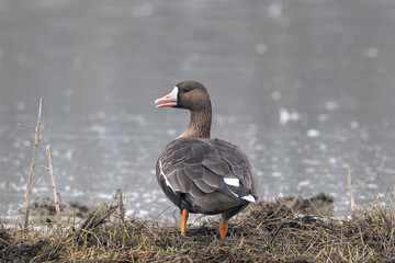 Greater white-fronted goose (Anser albifrons). Beautiful migratory bird spending the winter in south Europe. Nature reserve of the Isonzo river mouth, Isola della Cona, Italy.