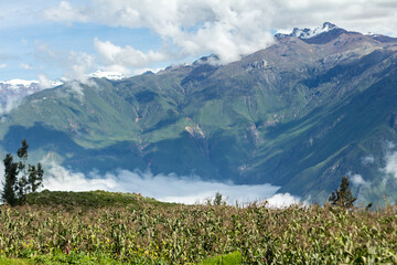 Fototapeta na wymiar Beautiful corn field in the Andes Mountains around the Colca Canyon, Peru. Blus sky, white clouds.