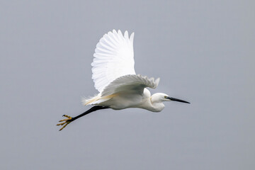 Minimal image of a little egret (Egretta garzetta) in flight. Species of small heron in the family...