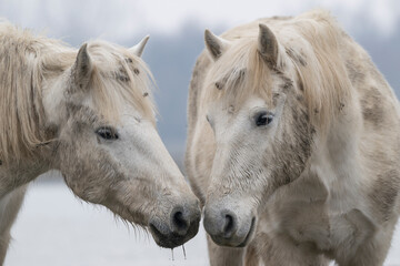 Portrait of a Camargue horses couple. Nature reserve of the Isonzo river mouth, Isola della Cona, Italy. 