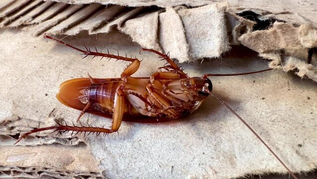 4K Cockroaches live on old corrugated cardboard boxes.