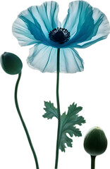 Poppy flower. Close-up of a cute poppy flower. 