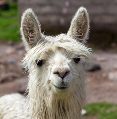 Obraz premium Close up portrait of a white llama, or lama, Pampa Cañahuas, Canahuas, Peru.