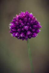 Obraz premium close up of a purple flower