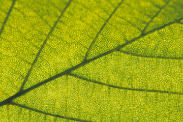 leaf macro