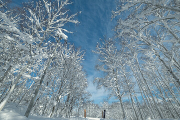 凍りついた木
frozen tree