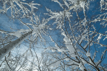 凍りついた木
frozen tree