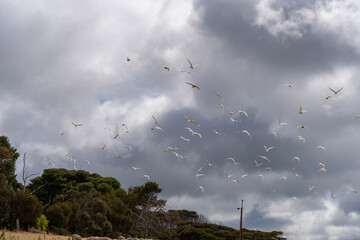 A flock of cockatoos in flight