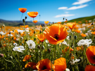 Obraz premium Vibrant orange poppies and white flowers in sunny meadow