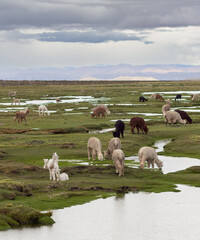 Herd of alpacas in the wild in the Peruvian Altiplano, Andes Mountains of Peru. Pampa Cañahuas, Canahuas. Rainy and cloudy day. Puddles of water.