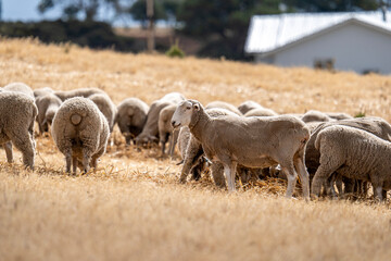 Sheeps grazing on the field