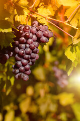 Blue grape cluster on vine closeup photo