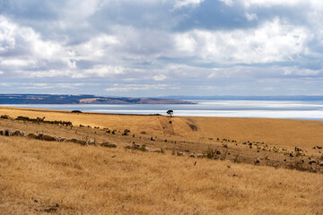 Vast landscape on Kangaroo Island