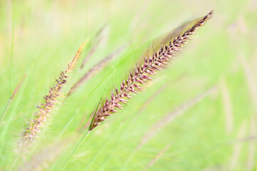 Fountain grass flowers in field at Chiang Mai Province