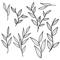 collection of vector leaf decorations, graphic art leaves with various beautiful shapes. hand drawn leaves. botanical