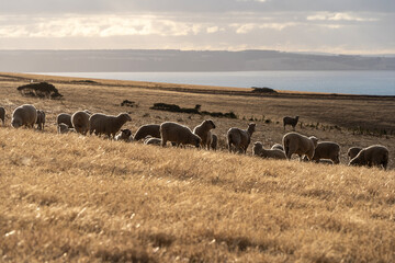 Sheeps grazing on the field