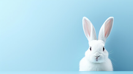 White rabbit ear - obrazy, fototapety, plakaty