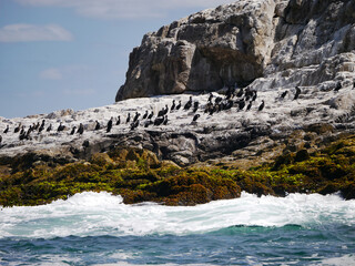 アフリカンペンギン/ケープペンギンの群れ（南アフリカ）