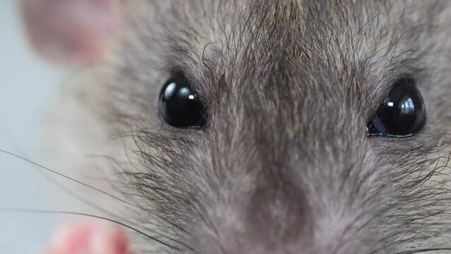 The muzzle of a brown decorative rat close-up. Macro photography of a rodent. Portrait of a pest.