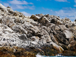 アフリカンペンギン/ケープペンギンの群れ（南アフリカ）