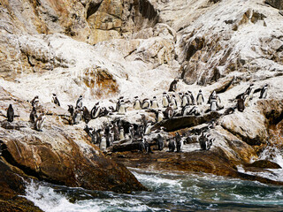 アフリカンペンギン/ケープペンギンの群れ（南アフリカ）
