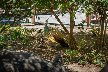 Green peacock muticus with its iridescent metallic green plumage in the park of the gardens of St....