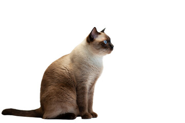 siamese cat sitting isolated on a white background with blue eyes, looking cute and...