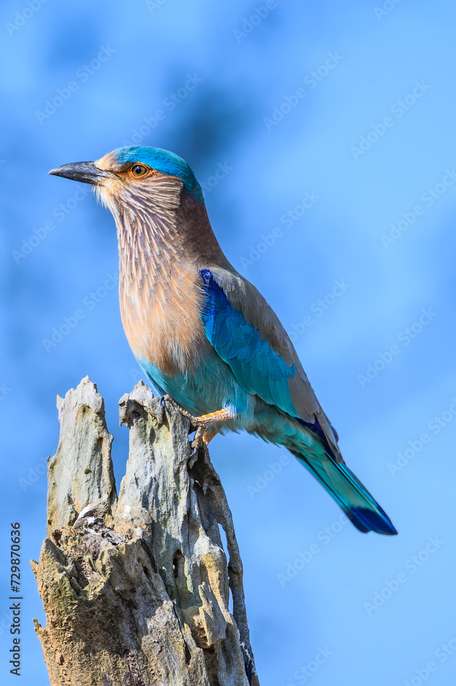 Poster Vibrant Bengal sycamore bird perched on a tree stump