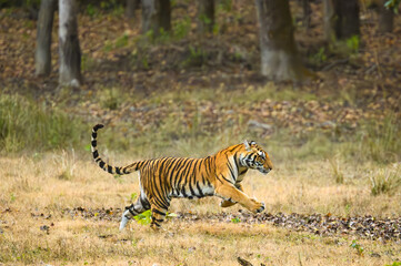 Fototapeta na wymiar a tiger runs across the grass in the forest area of a park