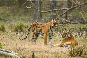 a couple of tigers standing in a field next to each other