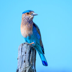 Bengal roller Bird perched on pole, gazing forward