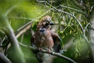 Eichelh&auml;her auf Ast