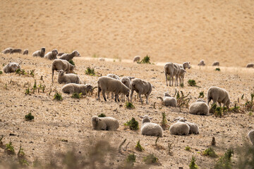 Fototapeta premium Sheeps grazing on the field