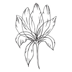 transparent flower black white line outline