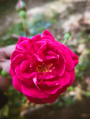 red rose in garden