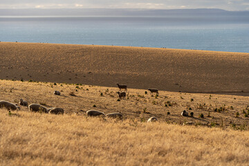 Obraz premium Sheeps grazing on the field