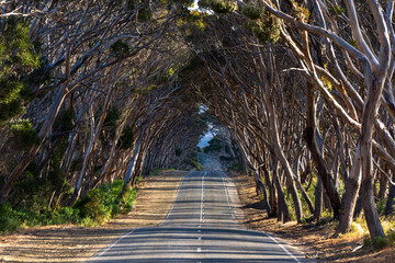 Tree-lined road on Kangaroo Island