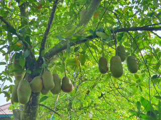 Cempedak, Artocarpus integer, exotic fruit similar to jackfruit