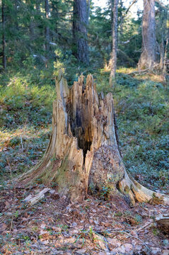 Old tree trunk making a pointy stump