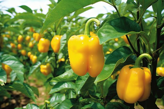 Rows of beautiful ripe yellow bell peppers in a greenhouse illuminated by the sun